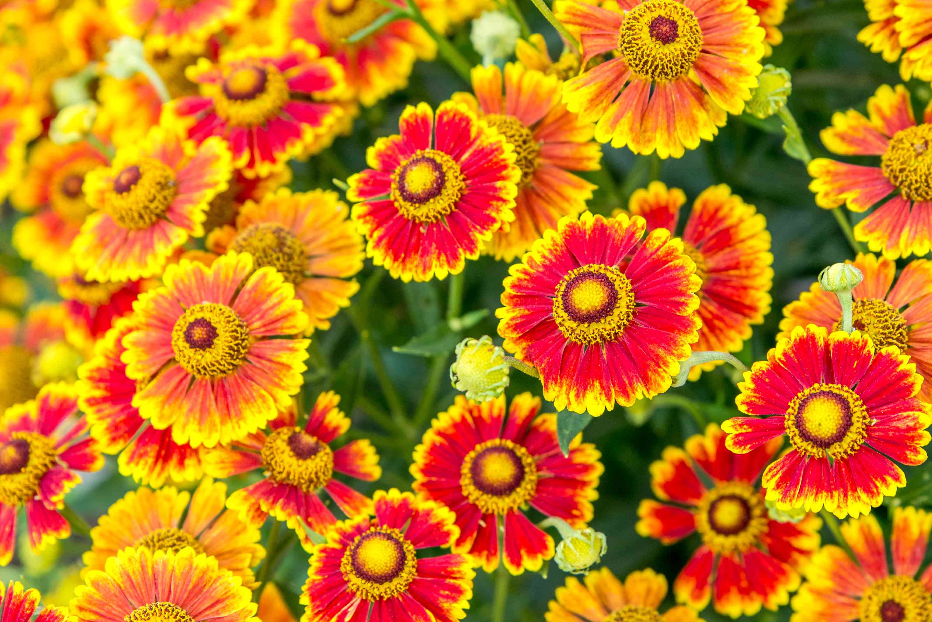 Autumn Greenfingers: What to Plant in Your Garden Now for a Vibrant Seasonal Display